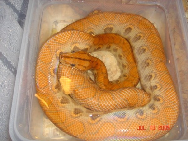Hypo male