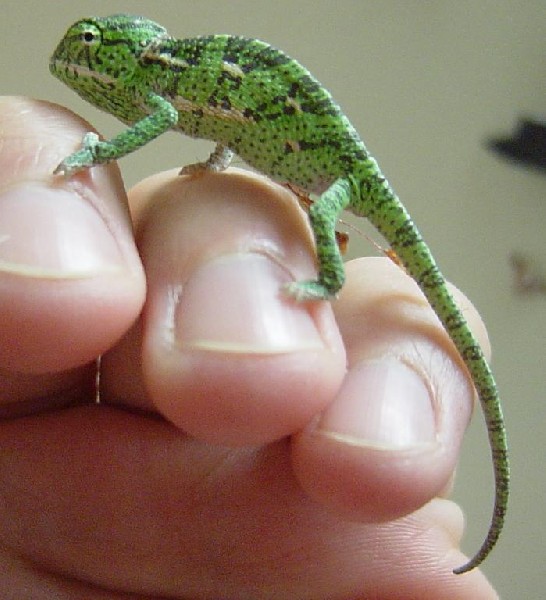 1 Day Old Veiled Male