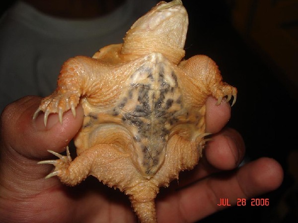 HYPOMELANISTIC SNAPPING TURTLE