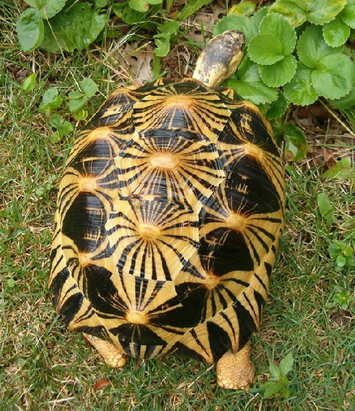 Male A. radiata