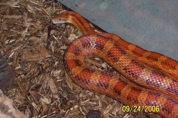 Probably Hypo