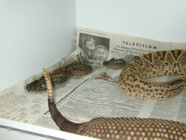 Newborn Guyana rattlesnakes