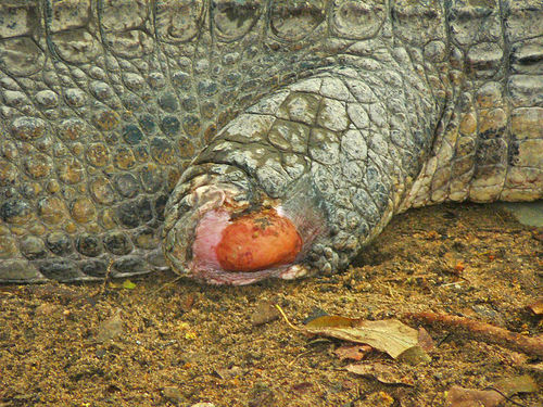 Crocodile Fight!