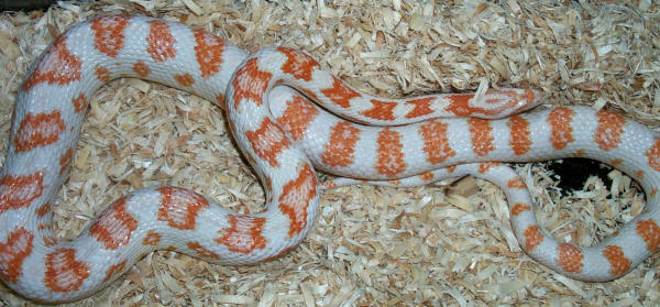 119797CandyCane2-med.jpg