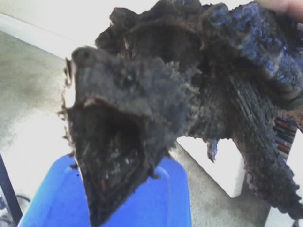 Alligator Snapper