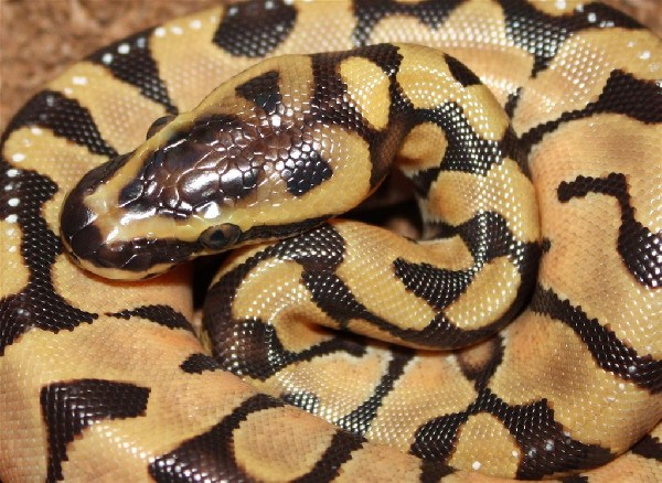 Enchi variable