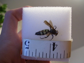 Can someone tell me what this is?