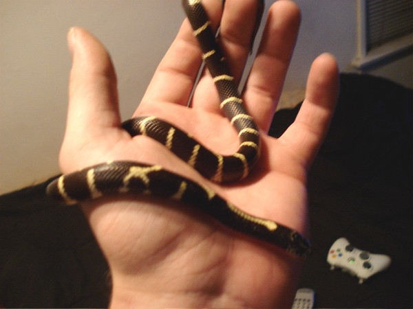 LAYDOWN... STAY... GOOD SNAKE!