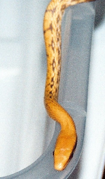 baby alb moquard beauty