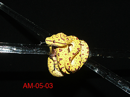 Biak baby hatched summer 2005