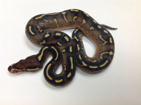 2014 SUPER GRAVEL MALE