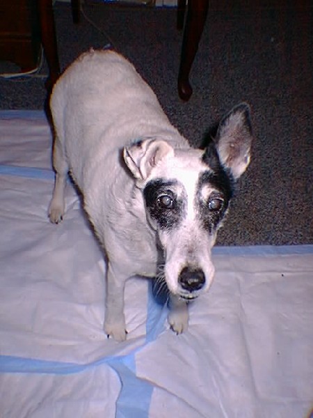 Zorra