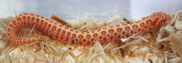 Red Albino Hognose 3