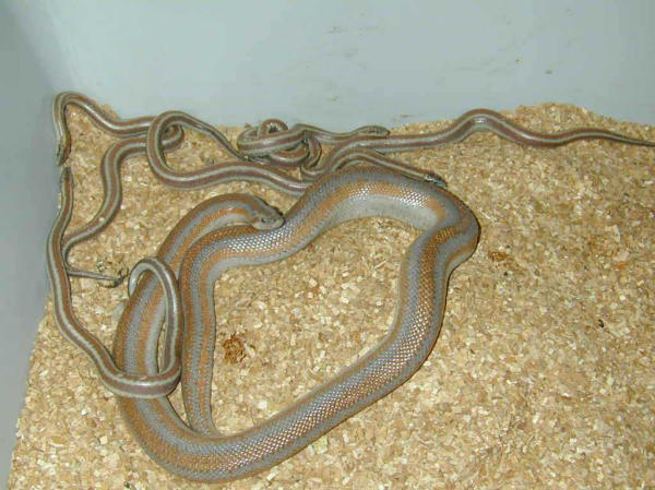 Desert Rosy litter sept 2/03
