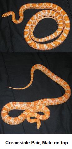 Creamsicles Pair for Sale