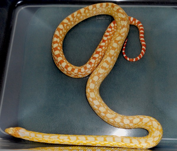 Applegate Gopher Snake