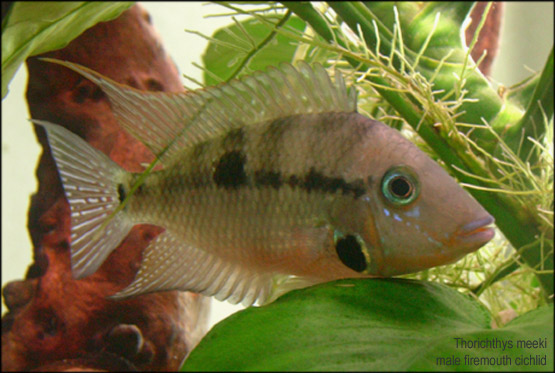 t. meeki male