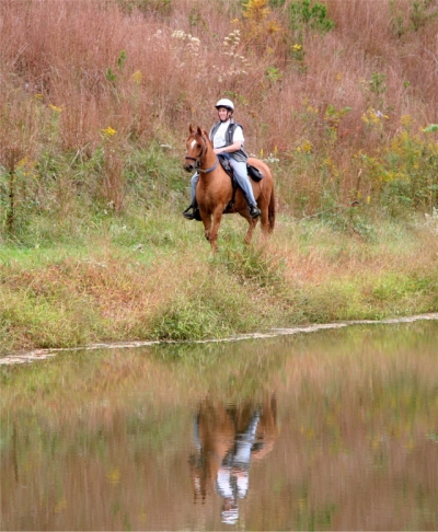 Impala de Herencia Paso Fino red dun mare