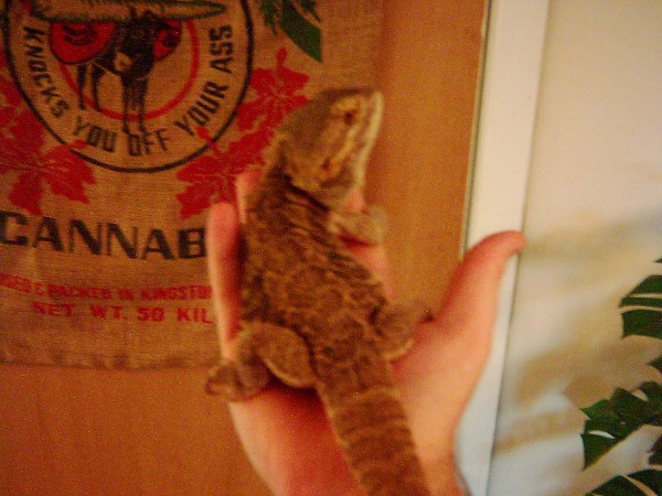 Male Dragon2