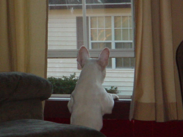 French Bulldog