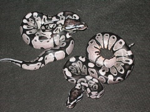 VPI Axanthic males
