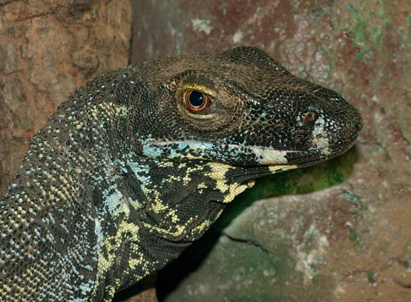 Photo: Lace Monitor