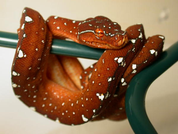 2003 Red Sorong Chondro