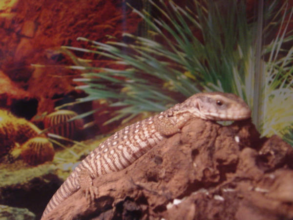 new savannah monitor
