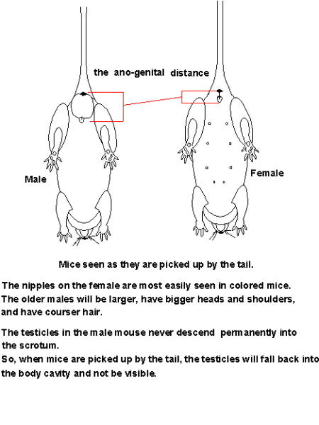 Herpforum Re Sexing Rats