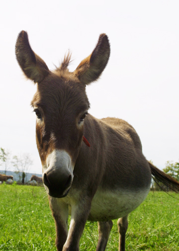 Donkey