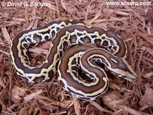 Striped Burm