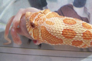 albimo western hog eating