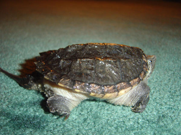 Snapper close-up