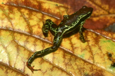 harlequin frog