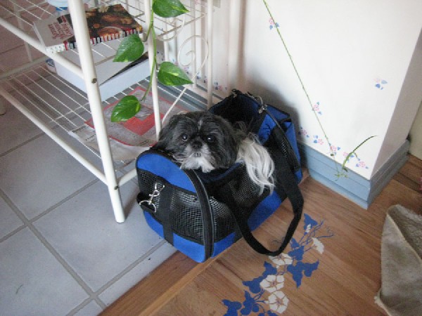 Ayla in bag