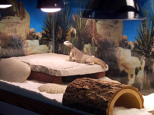 reptile expo near me 2021