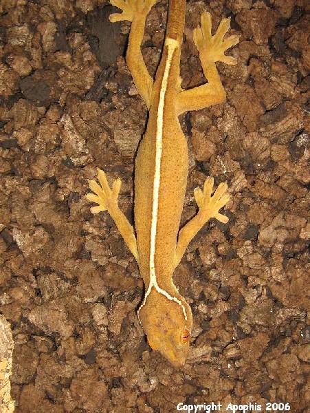 G. vittatus