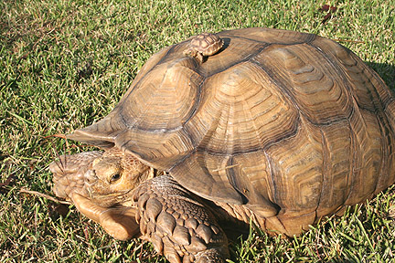 Photo: sulcata tortoise