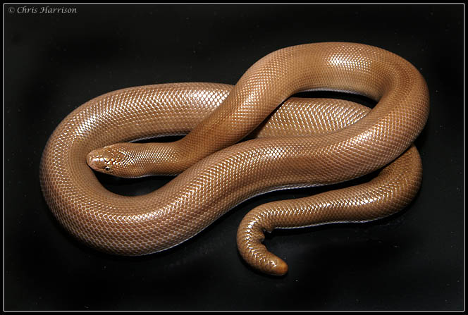 Photo: Rubber Boa