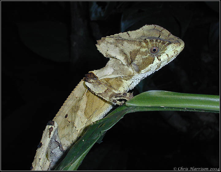 Photo: Corytophanes hernandezi