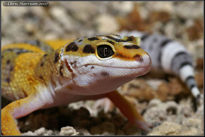 Photo: Leopard Gecko