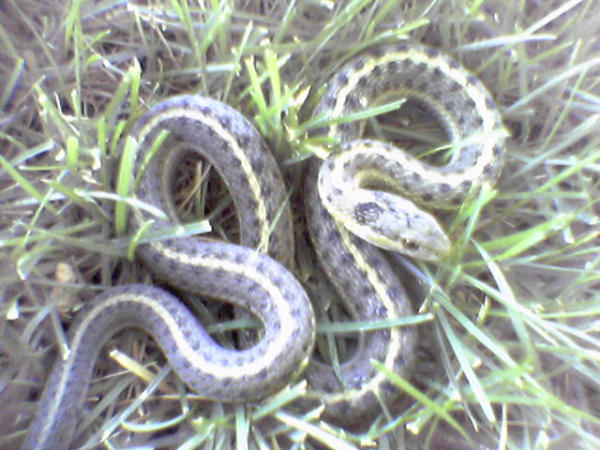 Checkered Garter