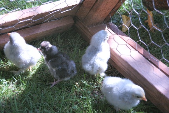 Chicks at 2 days-old