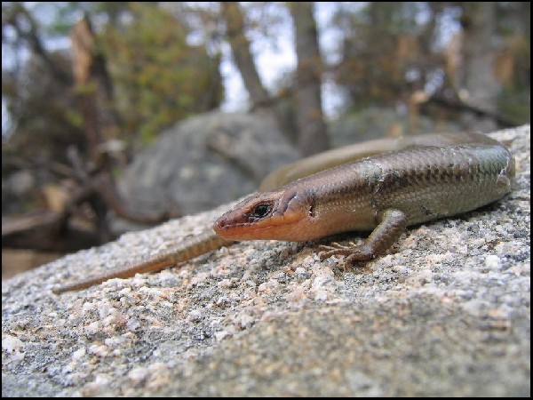E. gilberti