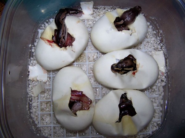 Cinnies Hatching 2