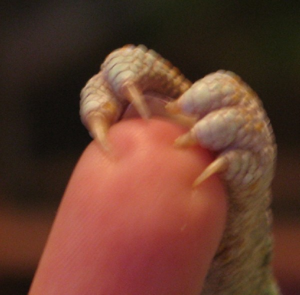 Stitches toe nails