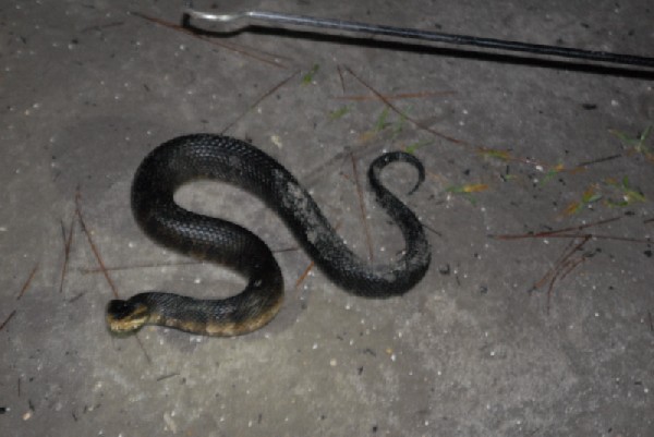Post daytona field herping with Jaffo and Eric