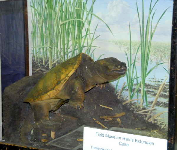 Reptile Rampage 2010