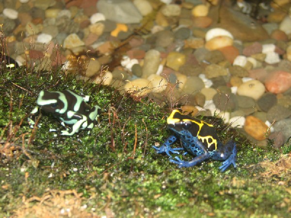 Snake Days 2010