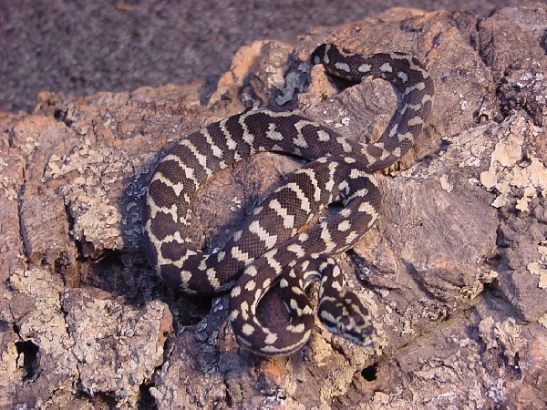 05' Jungle Carpet Python